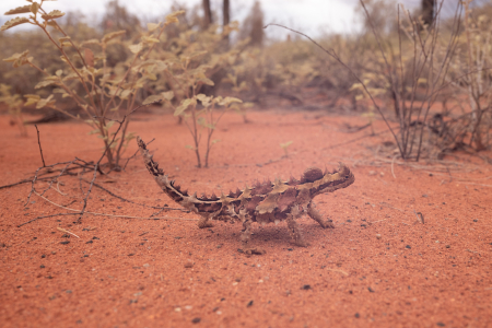 New study looking into the movement and social habits of the iconic Thorny Devils 