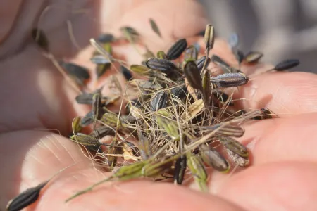 Charles Darwin University researchers have successfully harvested native rice this season, but make it a commercial crop requires more work.  