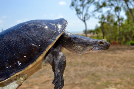 Front of turtle with head and leg extended from shell with bush in background