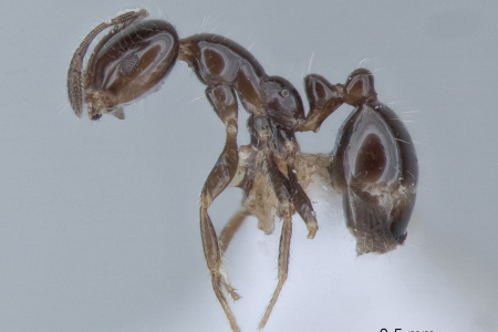 Hundreds of different ant species have been identified by researchers at Charles Darwin University (CDU) through collections that have taken more than 40 years to assemble.