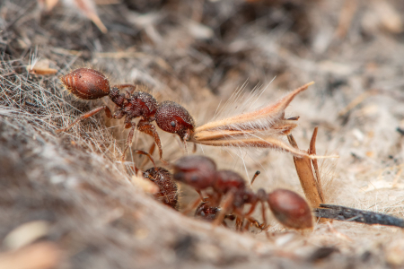 Thousands of new species of ants from the monsoonal tropics have been discovered by researchers at Charles Darwin University (CDU), making ant populations in Northern Australia some of the most diverse in the world. Photo: Francois Brassard 