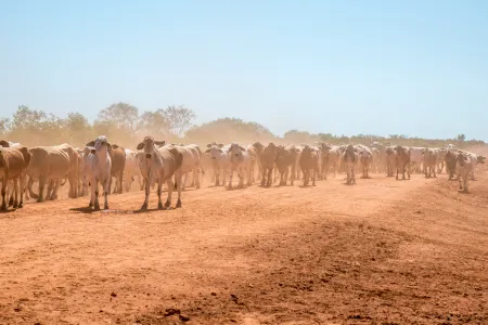 Charles Darwin University’s (CDU) newly introduced Research Institute of Northern Agriculture (RINA) will foster innovation and protect agriculture industries against biosecurity threats, such as Foot-and-Mouth Disease.