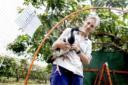 Magpie geese diet research