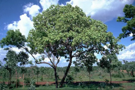 Tree with dense canopy in semi-open ground, with scattered small trees around it, dense forest in the distance