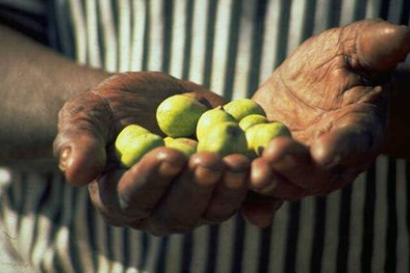 two hands holding about ten small light green fruits