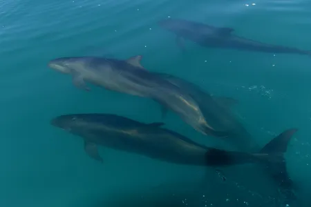 New Charles Darwin University (CDU) research into false killer whales in Northern Australia reveals that they are unique from their deep-water cousins.