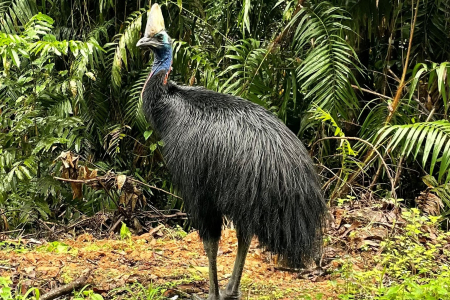A Charles Darwin University (CDU) study revealed the southern cassowary remains an important disperses of rainforest plants in fragmented and urbanised landscapes. Picture: Mariana Campbell