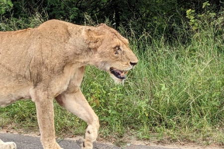 Head and forelegs of a lion walking along a road, with grass in background