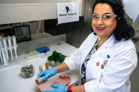 The studies by Charles Darwin University (CDU) Dr Elnaz Saki investigated the efficacy of Calophyllum inophyllum seed oil and Tinospora smilacina leaves water extract as alternative sources of wound healing medicine.