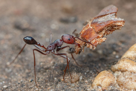 An ant carrying a breadcrumb that is about the same size as the ant