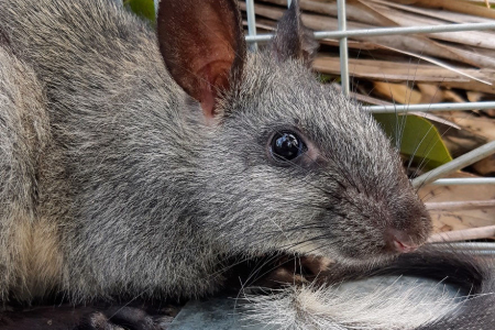 Grey rat with large ears - head and shoulders and part of tail. Cage mesh and dry leaves in the background