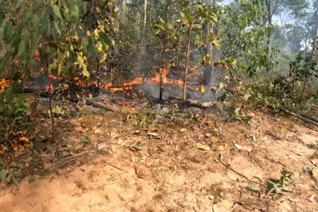 small fire burning among small trees, with patch of bare earth in the foreground