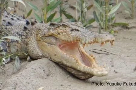 Saltwater crocodile with jaws open, head and shoulders, on mud with plants in background