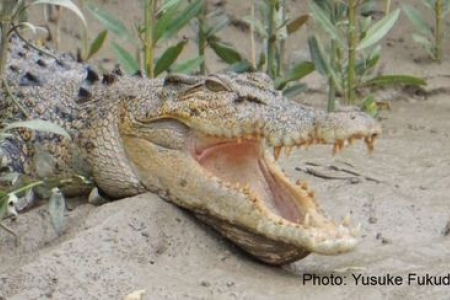 Saltwater crocodile with jaws open, head and shoulders, on mud with plants in background