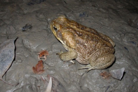 one large cane toad with three small ones on dark grey ground
