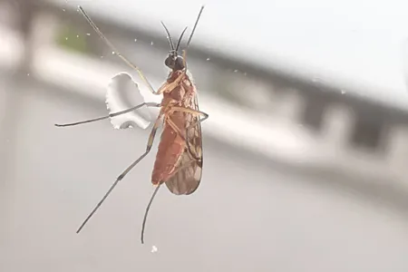 Researchers at Charles Darwin University’s (CDU) Research Institute for Northern Agriculture (RINA) will conduct a study into biting midges, an insect of concern, which can carry potentially deadly diseases that can affect Australian livestock