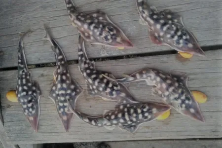 An international team of researchers have joined a collaborative fieldwork program in the Riau Islands of Indonesia to learn more about the critically endangered Clown Wedgefish. Photo Credit: Zaidi