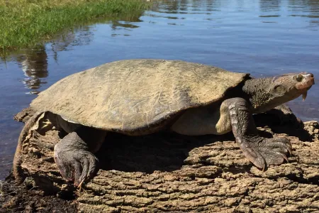 Charles Darwin University’s (CDU) Research Lecturer, Dr Marina Campbell has led a 15-year collaborative community research program focused on saving the Mary River Turtle from extinction. Photo credit; Marilyn Connell.