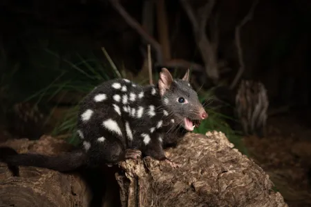Animal with dark fur with scattered white spots, pointy nose, and open mouth showing two sharp fangs in the bottom jaw. Standing on rough timber