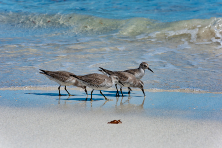 Four birds with mottled grey feathers and moderately long beaks, on wet sand near the water's edge. Two of them are pecking at the sand