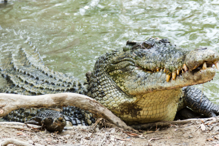 The study explored where saltwater crocodiles caught in Darwin Harbour had migrated from. 