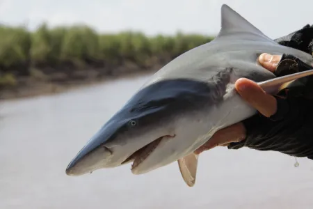 A new collaborative project sees Charles Darwin University (CDU) researchers join fishing industry experts and fisheries managers across the Northern Territory, Western Australia, and Queensland, to investigate mitigation strategies for threatened ray and shark bycatch in commercial net fisheries. Photo credit Grant Johnson