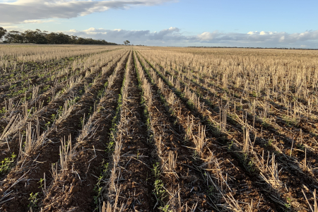 Australian climate change innovators are making significant strategic decisions to better position their farming businesses and accommodate climate change uncertainty. 