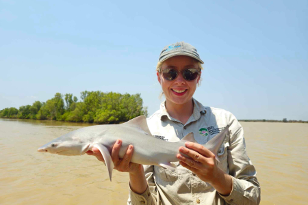 Charles Darwin University (CDU) researchers and Yugul Mangi Rangers have discovered a population of the rare threatened Speartooth Shark in the Roper River. 
