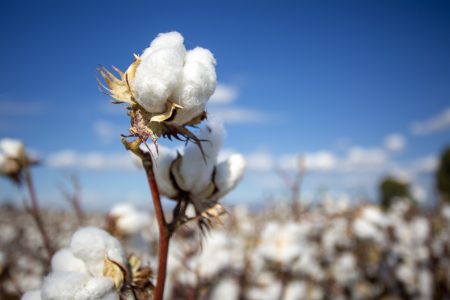 Researchers at Charles Darwin University (CDU) will collaborate with scientists from the Department of Industry, Tourism and Trade (DITT) to investigate water use patterns and the efficiency of the Territory's rain-fed cotton crops. 