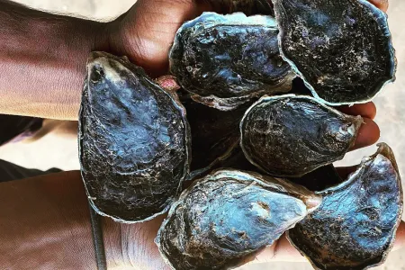 Two hands holding six blacklip rock oysters in shells