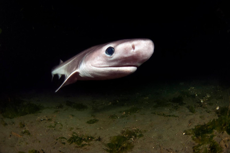 A new paper co-authored by CDU researcher Dr Peter Kyne has been published in the journal Science discussing the plight of deepsea sharks. Photo Bluntnose Sixgill Shark (Hexanchus griseus) off Puget Sound, United States. Photo Credit: Greg Amptman