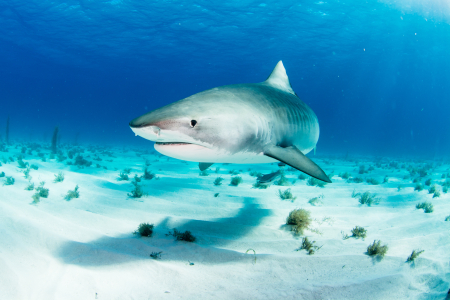 A paper with Charles Darwin University has highlighted the need for a science-based approach to shark conservation in Brazil’s Marine Protected Areas.