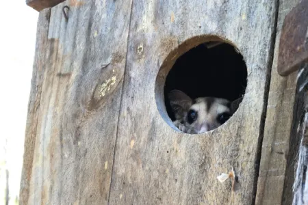 Savanna gliders were one of the most frequent users of the nestboxes monitored during the study. 