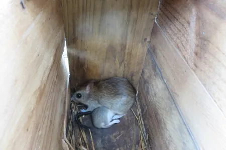 The nestboxes placed across the Cobourg Peninsula within Garig Gunak Barlu National Park.