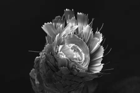 SEM Photo of a Moth's Antenna by Cedric Tan