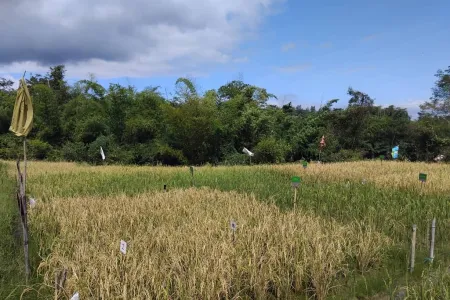 Charles Darwin University (CDU) researchers are working with the Timor-Leste agriculture community to help increase on-farm labour productivity.