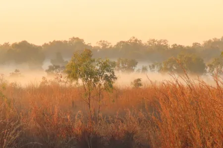 Binyibara or Lee Point Landscape of orange grasses in early morning fog.