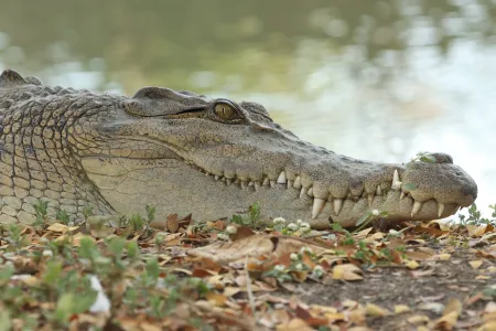 Saltwater crocodile in the wild via Brandon Sideleau