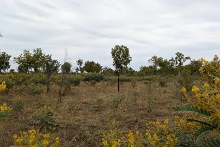 Grasses and shrubs are seen across a landscape. Photo: Glen Shannon