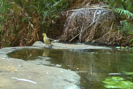 white-plumed honeyeater