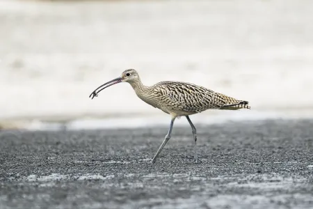 Far Eastern Curlew