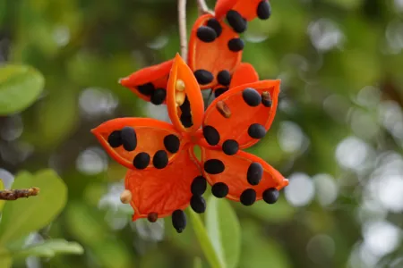 flower shaped red pods with black seeds of the red-fruited kurrajong or peanut tree. 