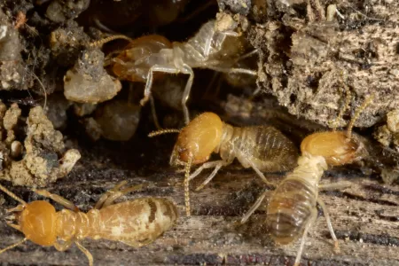 Termite