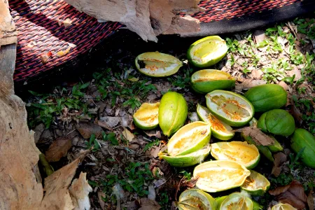 bushfood shells on the ground