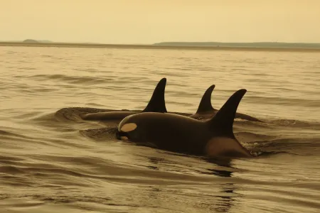 Motion 113 stemmed from a Charles Darwin University-led research paper published in the journal Science last year, which focused on longevity conservation for the Earth’s oldest animals. Picture: Lauren Brent