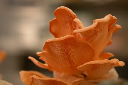 Cotton waste is being used to develop a mushroom circular economy. grow mushrooms. 