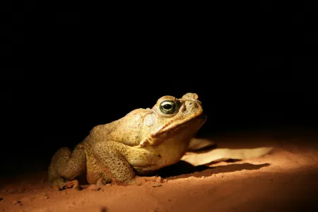 Cane toad