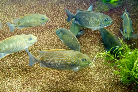 The project aims to develop production methods for the goldlined rabbitfish (Siganus lineatus). 