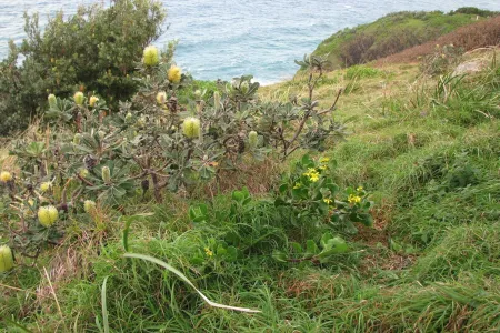 The study explored using satellite imagery and artificial intelligence to detect bitou bush (pictured) and African lovegrass.