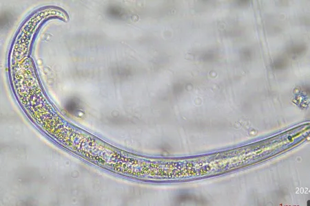 nematode BIG
